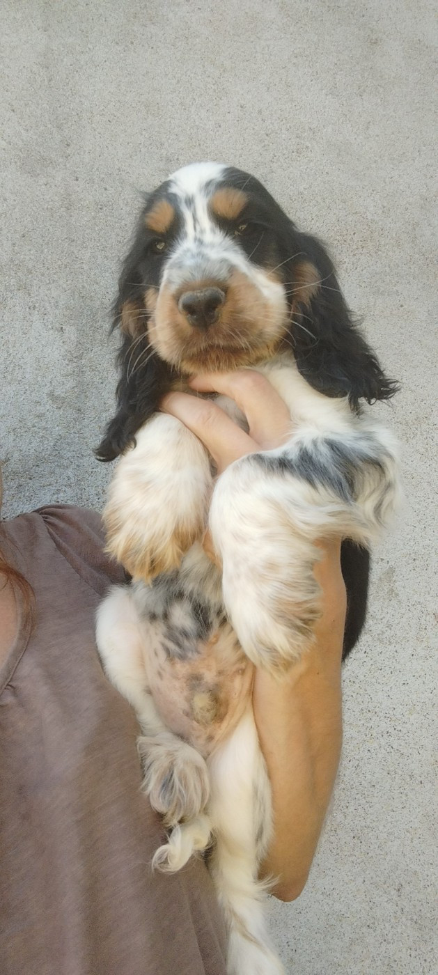 Of Kim And Co - Chiots disponibles - Cocker Spaniel Anglais