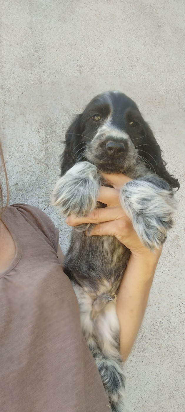 Of Kim And Co - Chiots disponibles - Cocker Spaniel Anglais