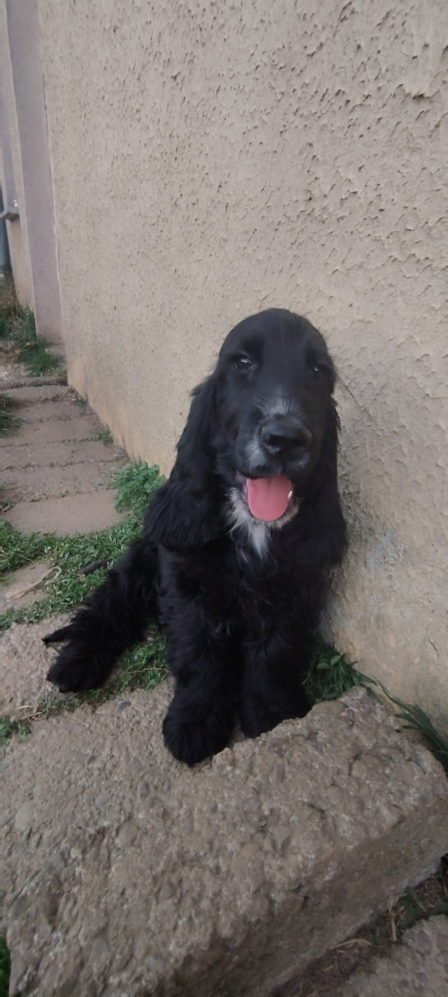 Of Kim And Co - Chiots disponibles - Cocker Spaniel Anglais