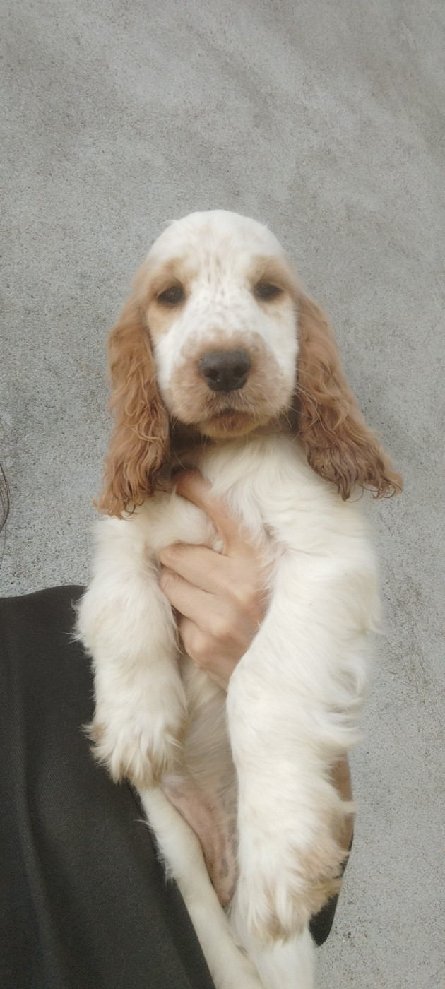 Of Kim And Co - Chiots disponibles - Cocker Spaniel Anglais