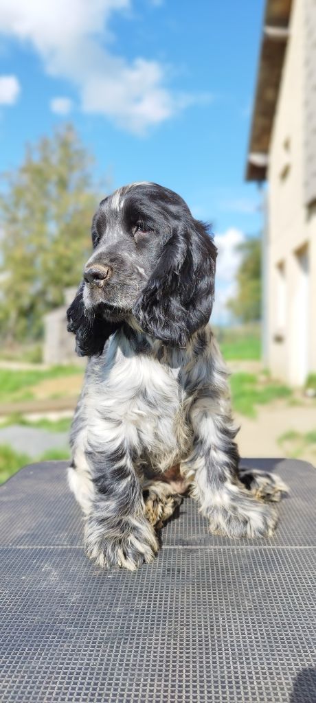 Of Kim And Co - Chiots disponibles - Cocker Spaniel Anglais