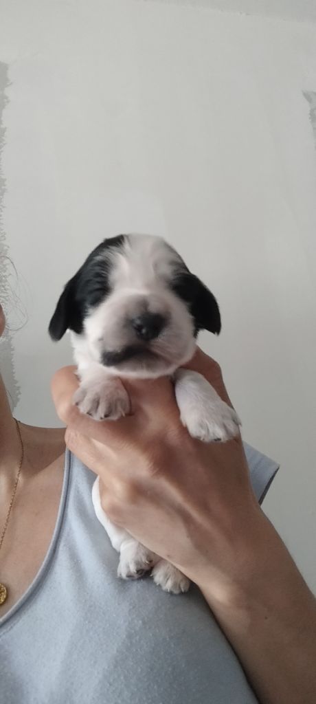 Of Kim And Co - Chiots disponibles - Cocker Spaniel Anglais