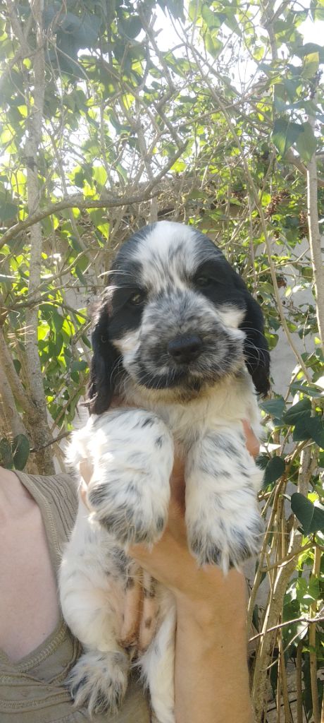 Of Kim And Co - Chiots disponibles - Cocker Spaniel Anglais