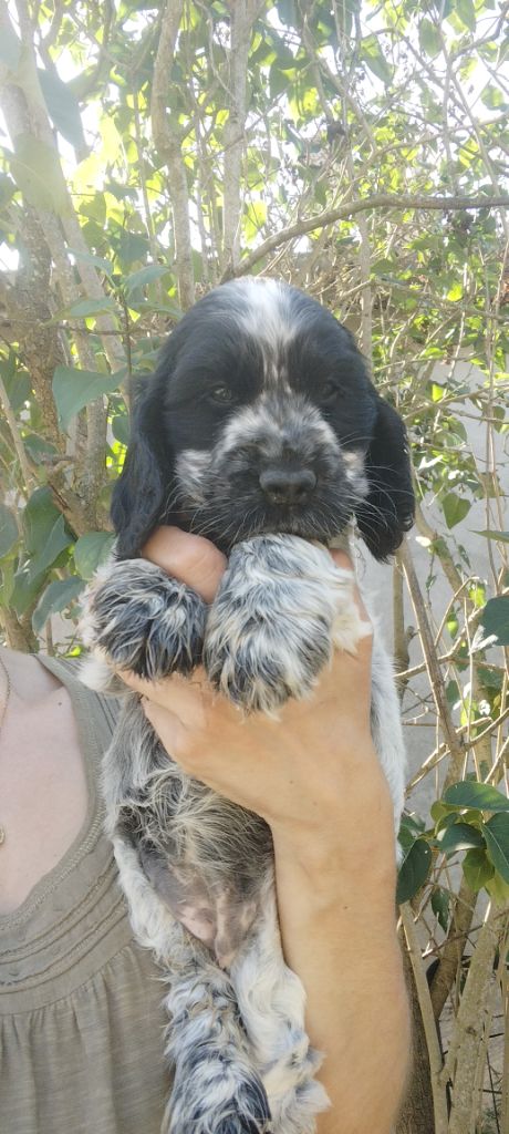 Of Kim And Co - Chiots disponibles - Cocker Spaniel Anglais