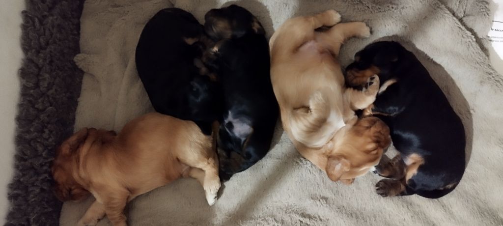 Of Kim And Co - Cocker Spaniel Anglais - Portée née le 31/12/2024