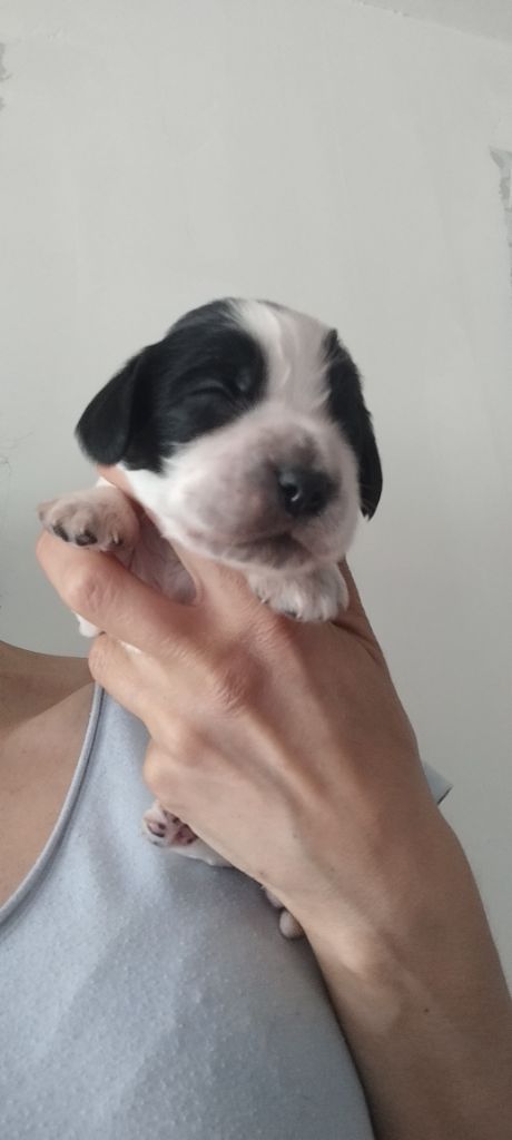 Of Kim And Co - Chiots disponibles - Cocker Spaniel Anglais