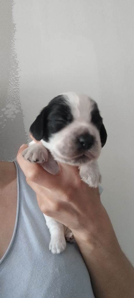 Of Kim And Co - Chiots disponibles - Cocker Spaniel Anglais
