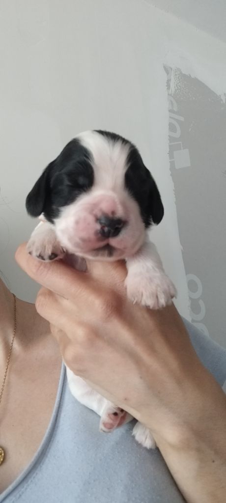 Of Kim And Co - Chiots disponibles - Cocker Spaniel Anglais