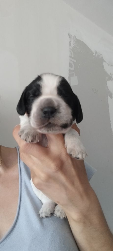 Of Kim And Co - Chiots disponibles - Cocker Spaniel Anglais
