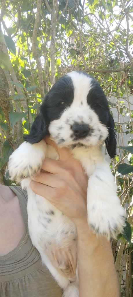 Of Kim And Co - Chiots disponibles - Cocker Spaniel Anglais