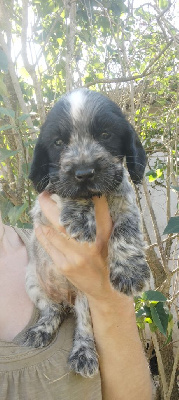 CHIOT 4 