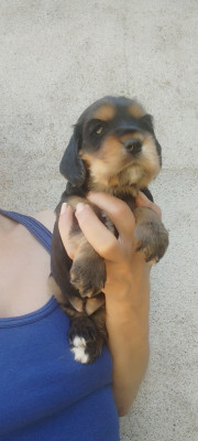 Chiot N°5