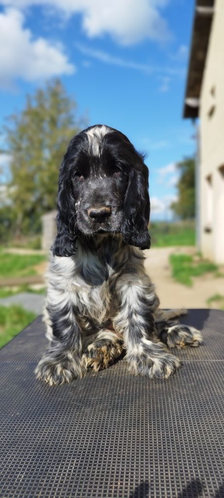Of Kim And Co - Chiots disponibles - Cocker Spaniel Anglais