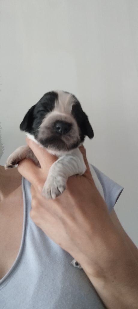 Of Kim And Co - Chiots disponibles - Cocker Spaniel Anglais