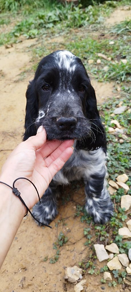 Of Kim And Co - Chiots disponibles - Cocker Spaniel Anglais