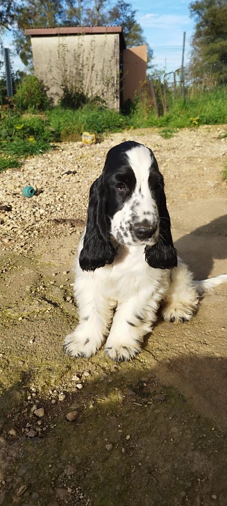 Of Kim And Co - Chiots disponibles - Cocker Spaniel Anglais