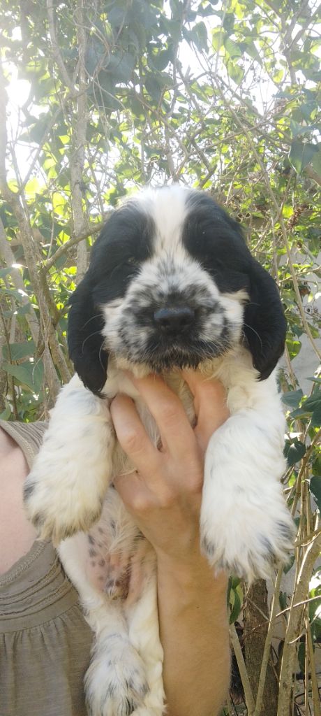 Of Kim And Co - Chiots disponibles - Cocker Spaniel Anglais